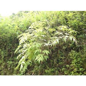 日本山人参 日本山人参茶 微粉末50g×1袋(...の詳細画像3