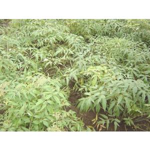 日本山人参 日本山人参茶 微粉末50g×1袋(...の詳細画像4