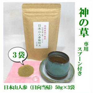 日本山人参茶  （日向当帰/ヒュウガトウキ） 微粉末50g×3袋（湯呑約300杯分）宮崎県産 無農薬栽培 専用スプーン付 ポイント消化 送料無料｜hearty