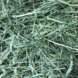 一番刈りチモシー牧草 Long mat 1kg...の詳細画像2