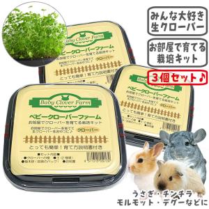 システムバスケース/砂あび 砂浴び 容器 透明 アクリル 固定 チンチラ