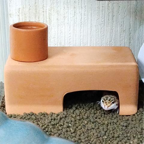 テラシェルターS/ヒョウモン レオパ 爬虫類 トカゲ Vivaria