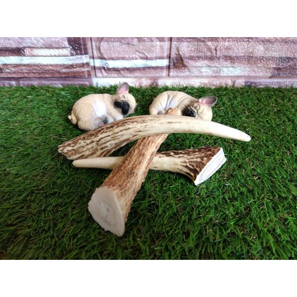 鹿角（３本セット）