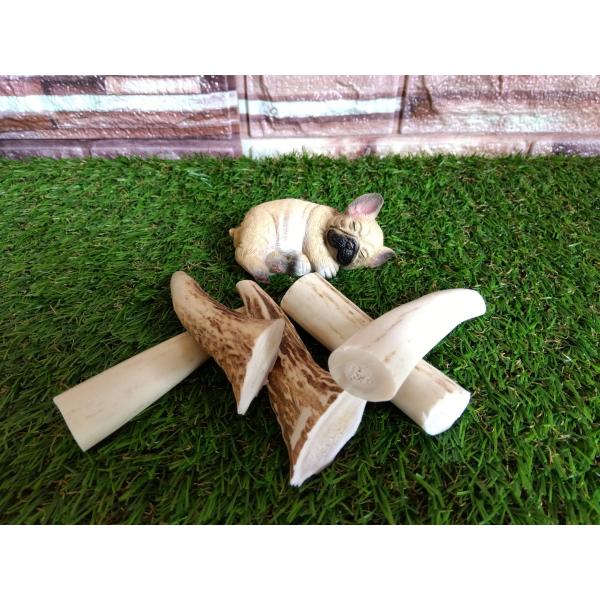 鹿角（５個セット）