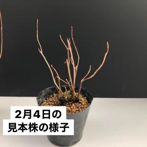 ヤマアジサイ 苗 藍姫 大ポット アイヒメ 山...の詳細画像2