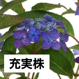 キキョウ 野生種 桔梗 茶花 花苗 秋の七草 : やまおか碧山苑 キキョウ 野生種 桔梗 茶花 花苗 秋の七草 : やまおか碧山苑