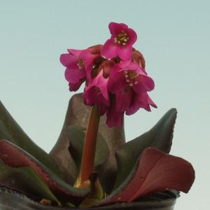赤花ヒマラヤユキノシタ 山野草