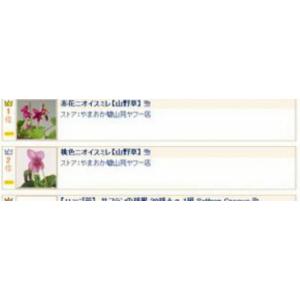 赤花ニオイスミレ 山野草 ランキング入賞の詳細画像1