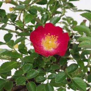 赤花ノバラ宴　山野草　