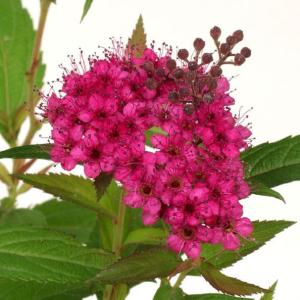 赤花シモツケ 山野草の商品画像