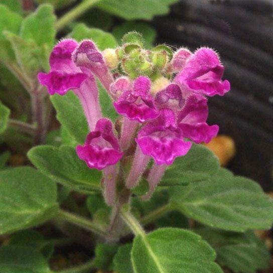 赤花タツナミソウ 赤花立浪草 山野草　　