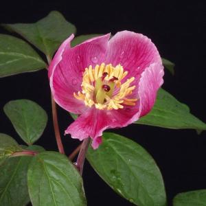 サギソウ 鷺草 青葉種 5ポットセット 1球入りポット × 5つ 2026年開花