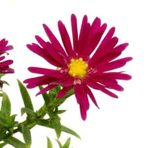 赤花ユウゼンギク 茶花　山野草
