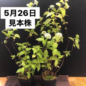 ヤマアジサイ 苗 津江のコデマリ大株 山アジサイの詳細画像4