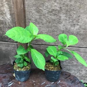甘茶 アマチャ 茶花の木 ヤマアジサイ 山アジ...の詳細画像1