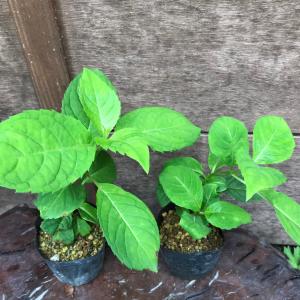 甘茶 アマチャ 茶花の木 ヤマアジサイ 山アジ...の詳細画像2