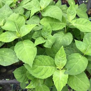甘茶 アマチャ 茶花の木 ヤマアジサイ 山アジ...の詳細画像3