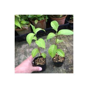 甘茶 アマチャ 茶花の木 ヤマアジサイ 山アジ...の詳細画像1