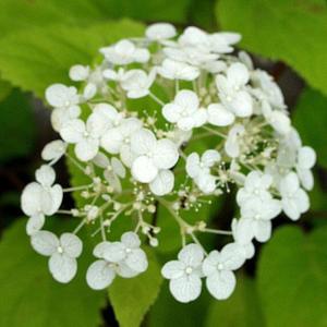 アナベル アジサイ 花木 庭木の苗