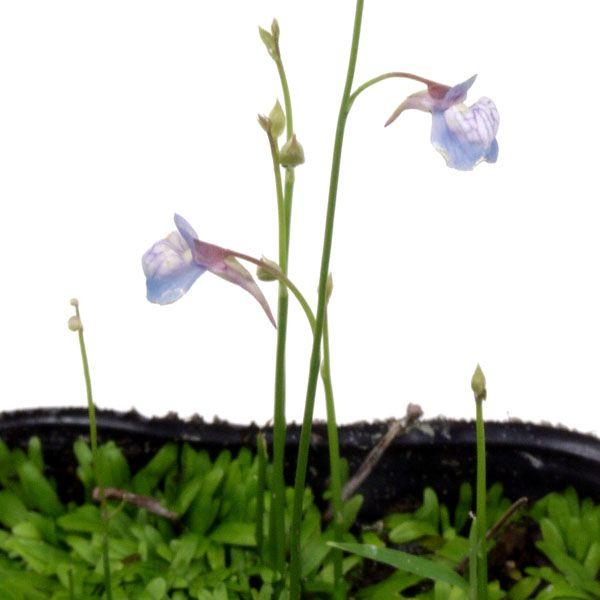 青花ミミカキグサ U.graminifolia 食虫植物 マジカルプランツ　