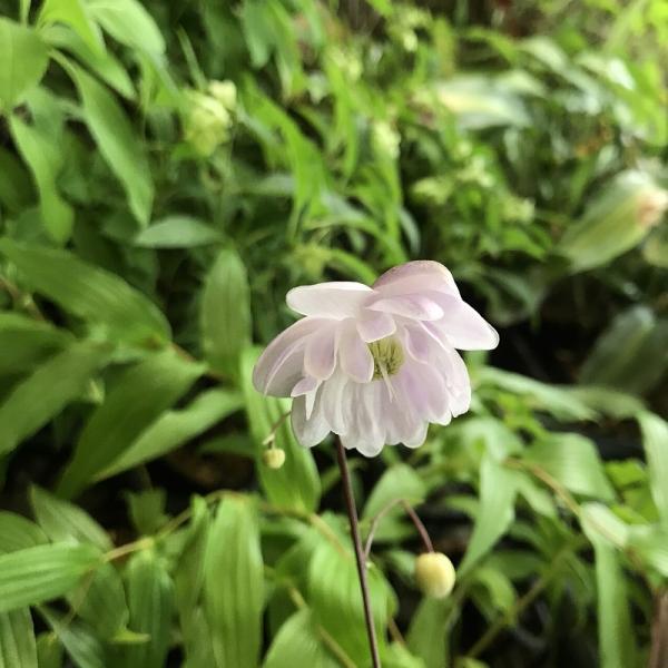 レンゲショウマ 八重咲き種 山野草　
