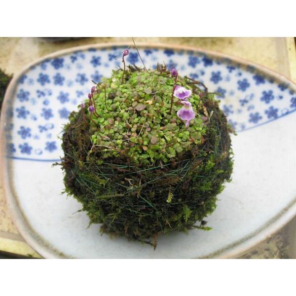 苔盆栽 こけだま コケダマ 青花ウサギゴケ苔玉 個数限定 9月29日現在 未開花の状態です