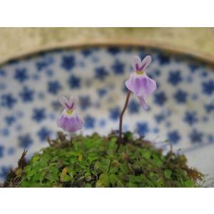 苔盆栽 こけだま コケダマ 青花ウサギゴケ苔玉...の詳細画像2
