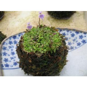 苔盆栽 こけだま コケダマ 青花ウサギゴケ苔玉...の詳細画像3