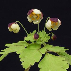 アズマシロカネソウ 東白銀草 山野草 苗