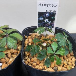 山野草 バイカオウレン 梅花黄連の詳細画像2