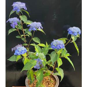 ヤマアジサイ 斑入藍姫 鉢植え 苔盆栽 盆栽 山野草 現品