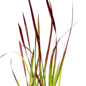 ベニチガヤ 山野草 庭植え 多年草