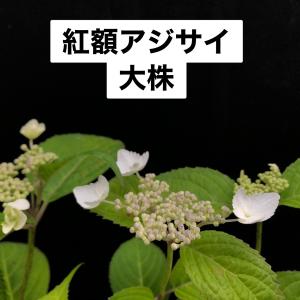 ヤマアジサイ 苗 クレナイ 紅 大株 R8年花芽6、7つ : やまおか碧山苑