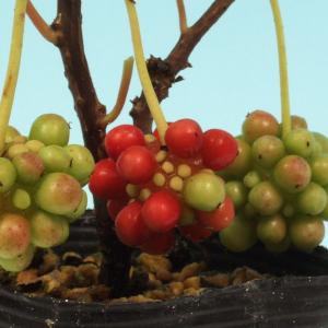 ビナンカズラ:美男葛　山野草