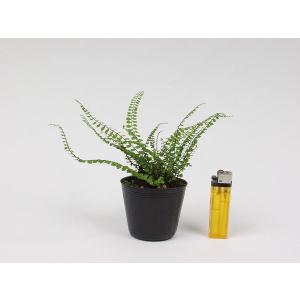 チャセンシダ 山野草の詳細画像1
