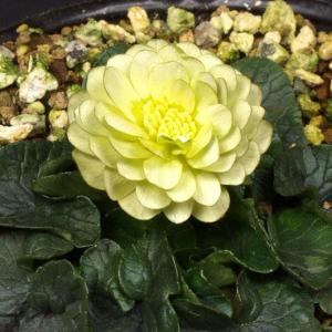 姫リュウキンカ・ダブルムブ　山野草　