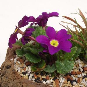 段咲ミヤマサクラソウ 山野草