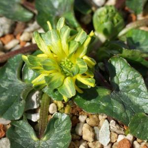 姫リュウキンカ・グリーンペタル　　山野草　