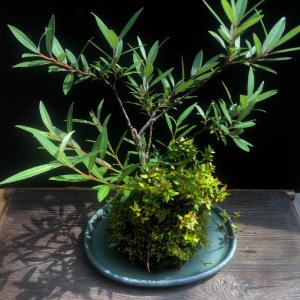 斑入風知草 フウチソウ 斑入 鉢植え 盆栽 現品 一点もの : やまおか碧