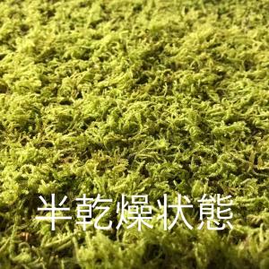 ハイゴケ 苔盆栽 苔 テラリウム 苔玉作りに ...の詳細画像2