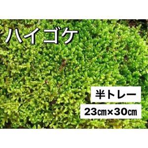天然ハイゴケトレー1枚分(約51cm×34cm)】 苔 ハイゴケ 観葉植物 トレー