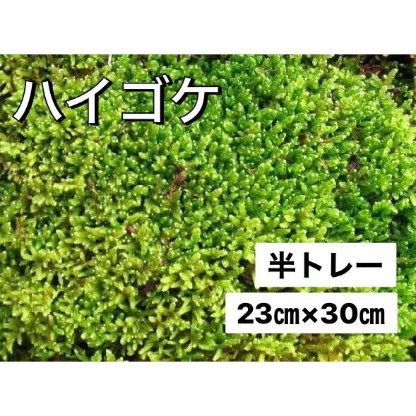 ハイゴケ 半トレー コケ 苔盆栽 苔テラリウム 苔玉 アクアリウム 23ｃｍ×３０ｃｍ