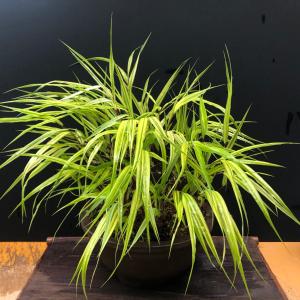 ムサシアブミ 二頭竜 山野草 現品 : やまおか碧山苑ヤフー店 - 通販