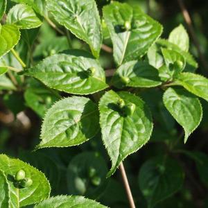 ハナイカダ 山野草　雄雌入り