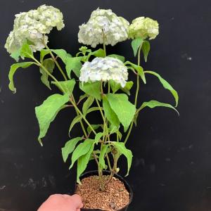 ヤマアジサイ 山紫陽花 闇に明かり R8年花3...の詳細画像2