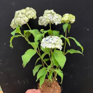 ヤマアジサイ 山紫陽花 闇に明かり R8年花3...の詳細画像3