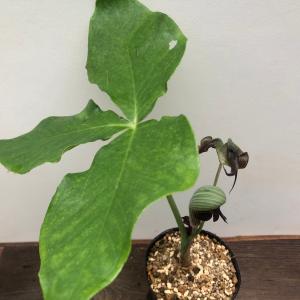 山野草・高山植物の苗 日本熊谷草（クマガイソウ） : 植物・園芸専門店