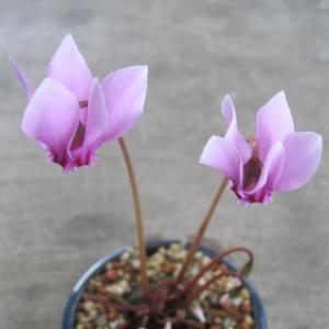 秋の花 山野草の商品一覧 通販 Yahoo ショッピング