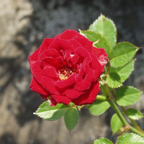 バラ苗 姫バラ レッドミニモ 山野草