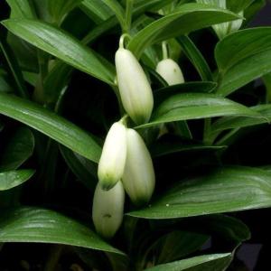 姫イズイ　山野草　